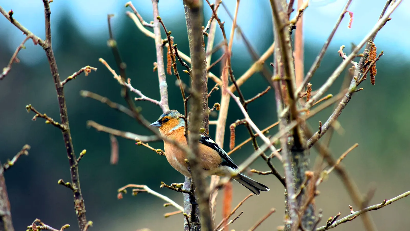 L’ornithologie, un hobby en plein essor en Chine