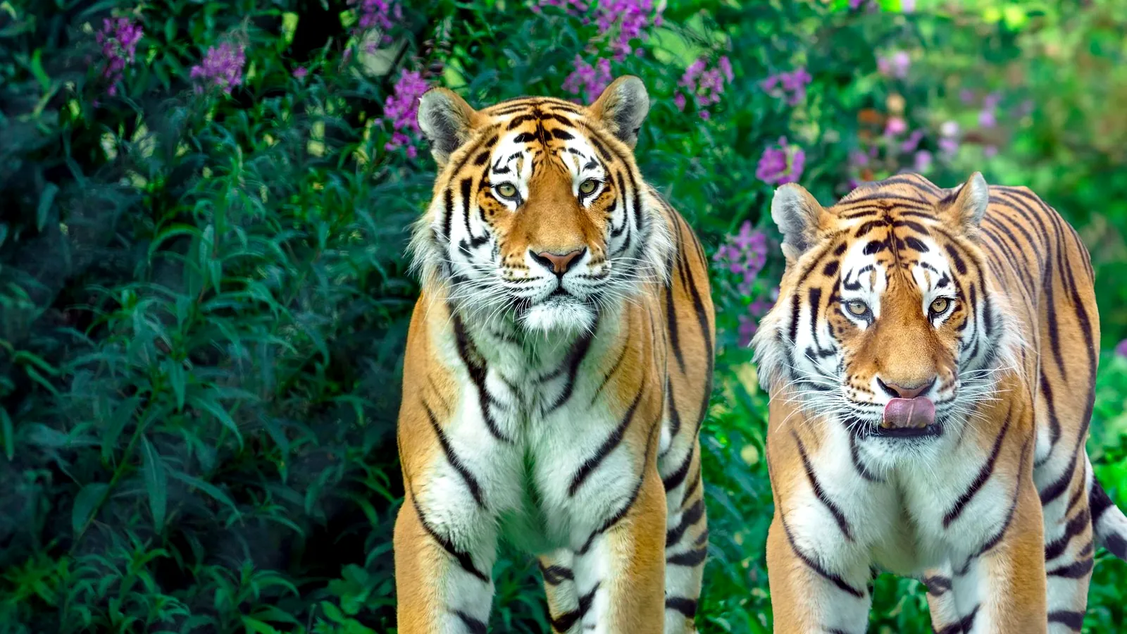Un parc chinois en plein essor pour les tigres et léopards en 2026