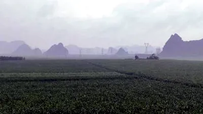 Riz à sucre du Guangxi modernisé : rendement par hectare à 72 tonnes grâce à la mécanisation et à l’irrigation intelligente