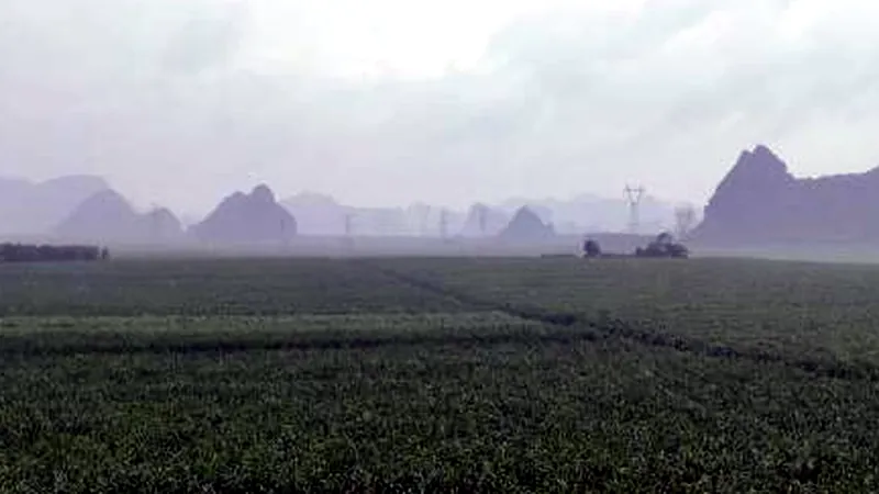 Riz à sucre du Guangxi modernisé : rendement par hectare à 72 tonnes grâce à la mécanisation et à l’irrigation intelligente