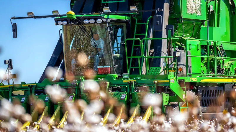 Plus de 90 % du coton en Xinjiang récolté par machine, producteurs sous forte pression
