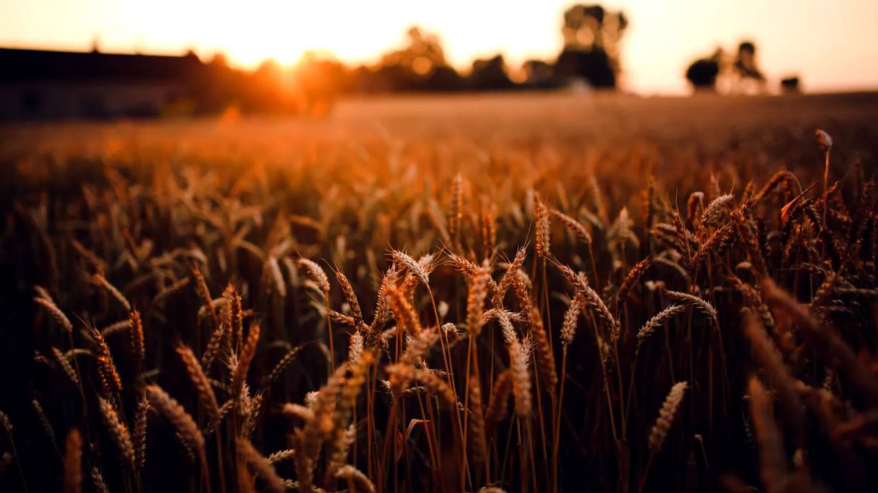 La Chine accroît sa surface de terres agricoles de haute qualité à 1 milliard de mu